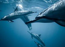 梦剧场重建序章？卡里克力荐新援，曼联夏窗引援风云再起